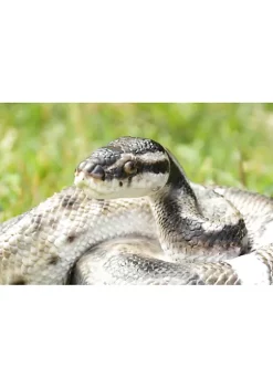 Hi-Line Gifts 7.75" Black and Brown Regius Ball Python Outdoor Statue -Creative Sales Shop Belk 331